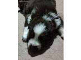 German Shepherd Dog Puppy for sale in La Vergne, TN, USA