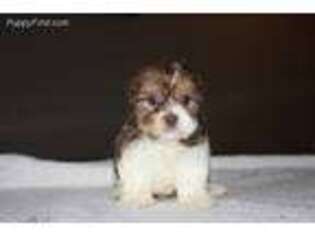 Shorkie Tzu Puppy for sale in Abbeville, SC, USA