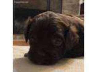 Shih-Poo Puppy for sale in Hillsboro, AL, USA