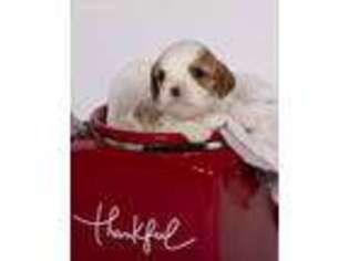 Cavalier King Charles Spaniel Puppy for sale in Westlake Village, CA, USA