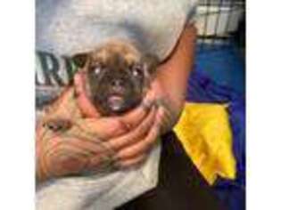 French Bulldog Puppy for sale in Somersworth, NH, USA