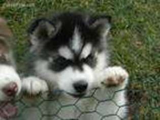 Siberian Husky Puppy for sale in Arvada, CO, USA