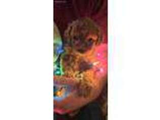 Cavapoo Puppy for sale in Millerstown, PA, USA