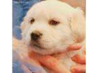 Mutt Puppy for sale in Laurel, IN, USA