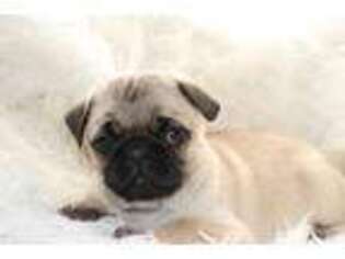 Pug Puppy for sale in Belleville, PA, USA