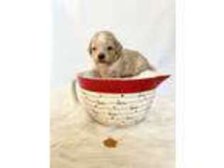 Goldendoodle Puppy for sale in Marysville, CA, USA
