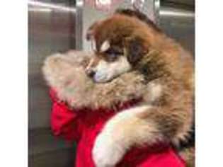 Alaskan Malamute Puppy for sale in Boston, MA, USA
