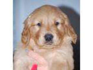 Golden Retriever Puppy for sale in Westerlo, NY, USA