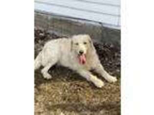 Goldendoodle Puppy for sale in Huntington, MA, USA
