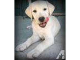 Labrador Retriever Puppy for sale in NORCO, CA, USA