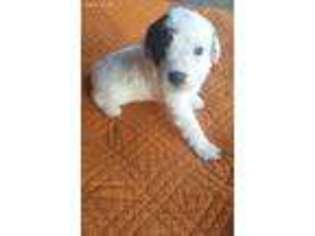 Goldendoodle Puppy for sale in Kingfisher, OK, USA