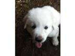Great Pyrenees Puppy for sale in Holliston, MA, USA