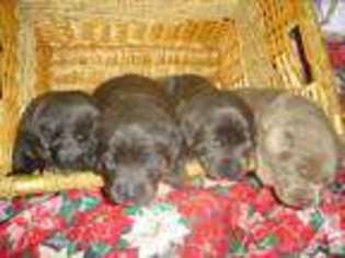 Labrador Retriever Puppy for sale in PAINTED POST, NY, USA