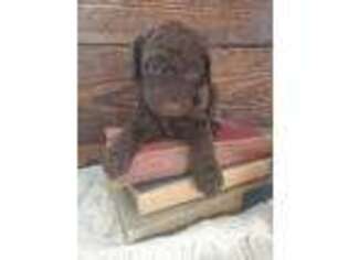 Labradoodle Puppy for sale in Huntsville, AL, USA