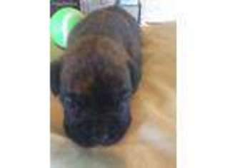Boxer Puppy for sale in Poolville, TX, USA