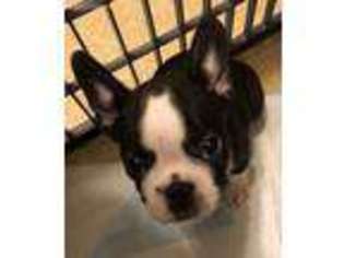 Mutt Puppy for sale in Wallops Island, VA, USA