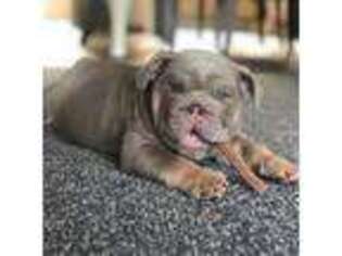 Bulldog Puppy for sale in Anderson, SC, USA