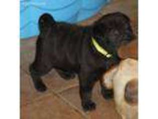 Mutt Puppy for sale in Greenfield, MO, USA