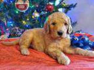 Goldendoodle Puppy for sale in West Columbia, TX, USA