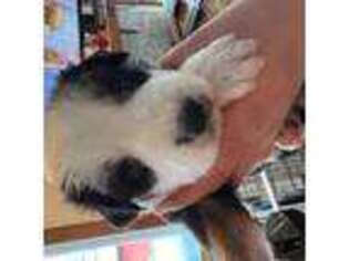 Miniature Australian Shepherd Puppy for sale in Agawam, MA, USA