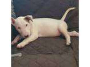 Bull Terrier Puppy for sale in Bloomfield, MO, USA