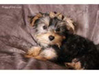 Yorkshire Terrier Puppy for sale in Tome, NM, USA