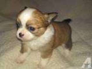 Chihuahua Puppy for sale in GOLDENDALE, WA, USA