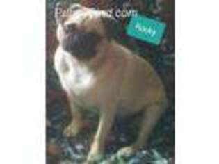 Pug Puppy for sale in Athens, OH, USA