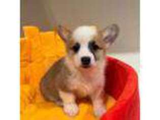 Pembroke Welsh Corgi Puppy for sale in Arcadia, CA, USA