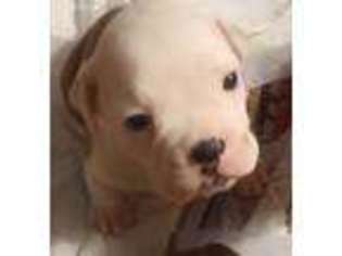 Bulldog Puppy for sale in Fairfield, OH, USA