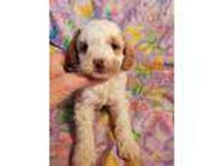 Goldendoodle Puppy for sale in Fremont, OH, USA