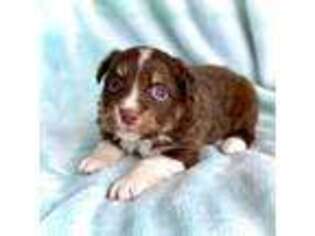 Miniature Australian Shepherd Puppy for sale in Goshen, IN, USA