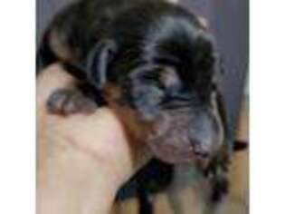 Doberman Pinscher Puppy for sale in Thrall, TX, USA