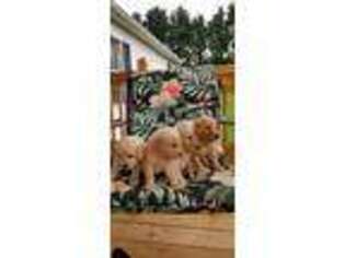 Goldendoodle Puppy for sale in Rocky Mount, VA, USA
