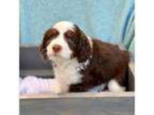 Mutt Puppy for sale in Springboro, OH, USA