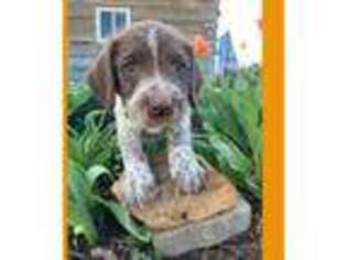 German Shorthaired Pointer Puppy for sale in Hickory Grove, SC, USA