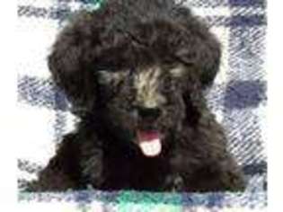 Labradoodle Puppy for sale in PHELAN, CA, USA