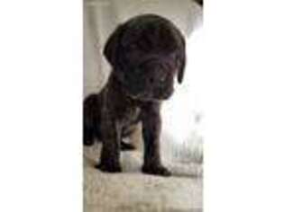 Mastiff Puppy for sale in Taberg, NY, USA