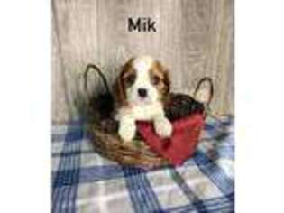 Cavalier King Charles Spaniel Puppy for sale in Howe, IN, USA