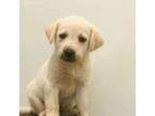 Labrador Retriever Puppy for sale in Winfield, PA, USA