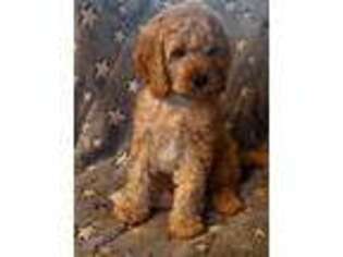 Cavapoo Puppy for sale in Albany, OR, USA