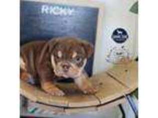 Bulldog Puppy for sale in Shipshewana, IN, USA