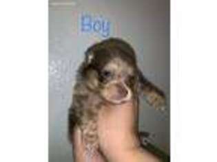 Pomeranian Puppy for sale in Visalia, CA, USA
