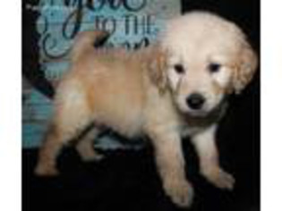 Goldendoodle Puppy for sale in Koshkonong, MO, USA