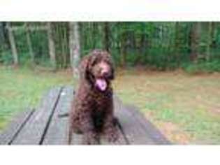 Labradoodle Puppy for sale in Glenfield, NY, USA
