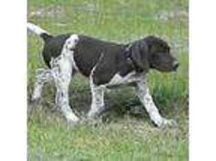 German Shorthaired Pointer Puppy for sale in Perkinston, MS, USA