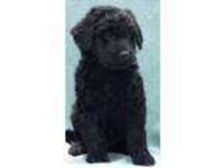 Mutt Puppy for sale in Newport, KY, USA