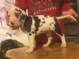 Great Dane Puppy for sale in Coeur D Alene, ID, USA