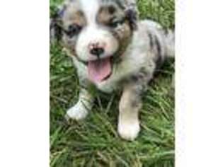 Miniature Australian Shepherd Puppy for sale in Union, MO, USA
