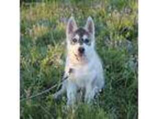 Siberian Husky Puppy for sale in Round Rock, TX, USA